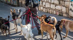 Cuidador de Perros