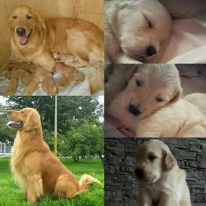 GOLDEN RETRIEVER CACHORRITOS