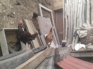 Gallinas Dominicanas 10 Meses