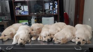 Golden Retriever en Venta