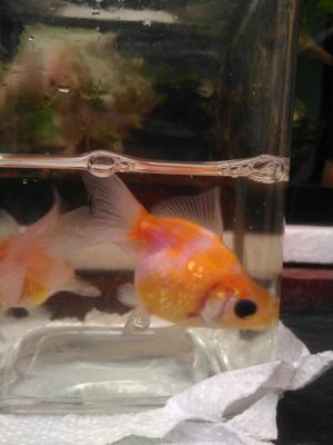 Goldfish Perlas 6cm a 15 Soles