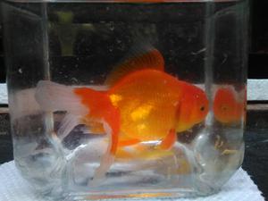 Goldfish de 10cm a 30 Soles