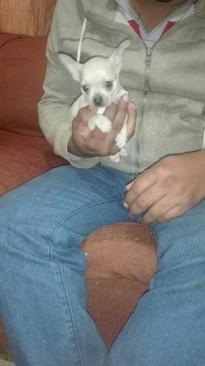 Hermoso Chihuahua Disponible