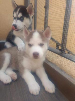 Huskies