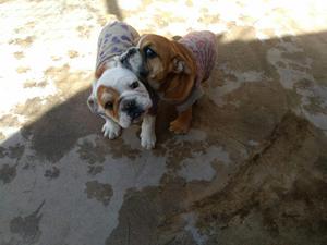 Lindos Cachorros Bulldog Ingles