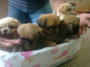 PEKINES EN LIMA LOS OLIVOS COMPRE