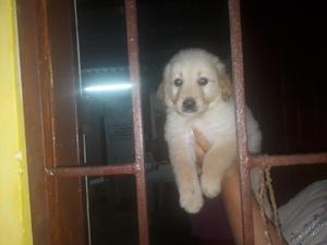 Perros Golden Retriber