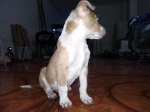 Pitbull cachorro de dos meses. Lo vendo por viaje, de muy