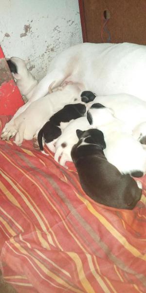 Pitbulls Venta