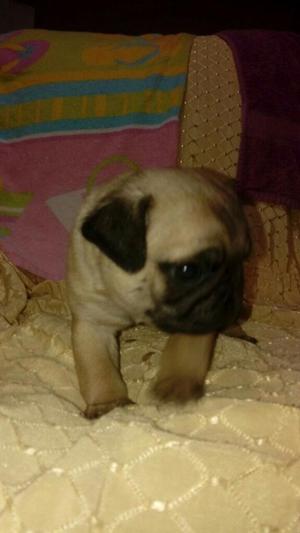 Pug Carlino