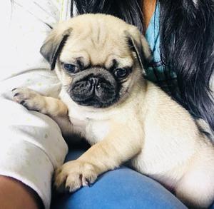 Pug en Venta