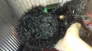 Remato cachorros poodle 150 soles para hoy