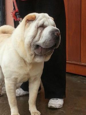 SERVICIO DE STUD SHARPEI