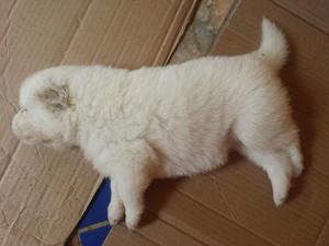 Samoyedo