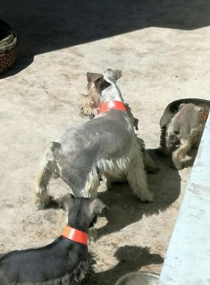 Schnauzer Minitoy