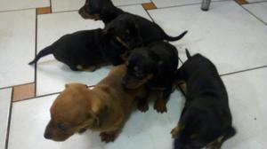 Se Vende Cachorros Salchichas