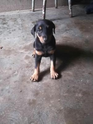 Se Vende Perro Doberman Llamar 