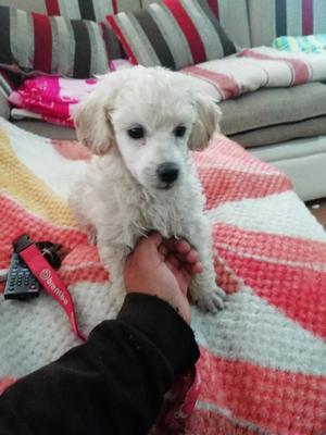 Se Vende Poodle Toy