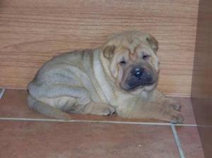 Sharpei