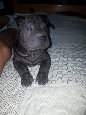 Sharpei Hembra