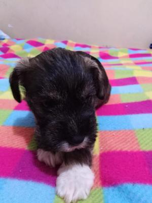 Vendo Cachorros Schnauzer