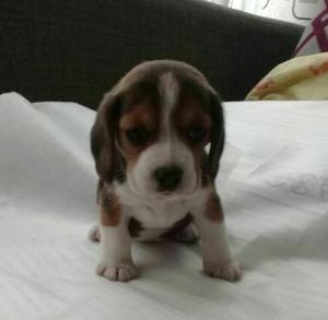 Vendo Hermosa Beagle