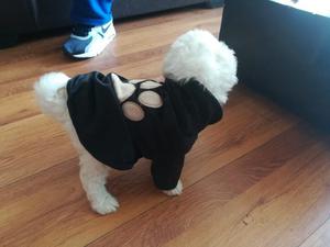 Vendo Perro Bichon Frise