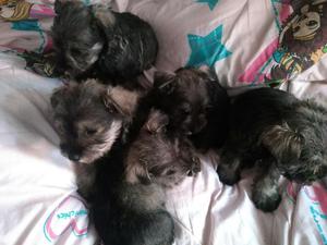 Vendo Schnauzer Mini