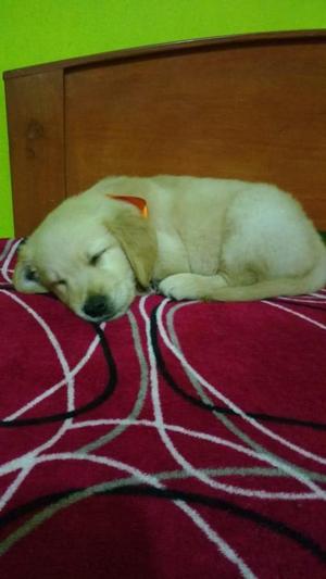 Vendo hermosas cachorritas Golden Retriver Full pedigree dog