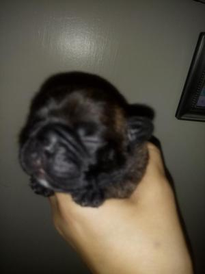 Venta Bulldog Frances