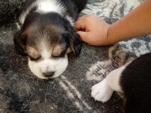 Venta Cachorro Beagle Tricolor