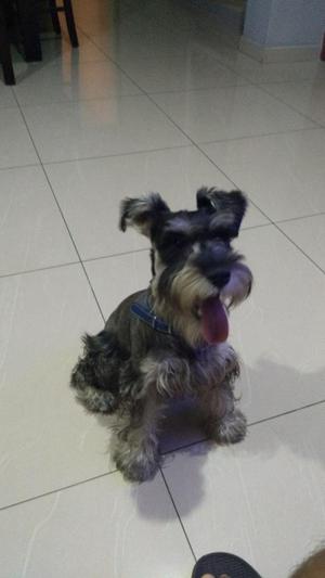 Venta d schnauzer