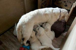 Venta de Cachorros Labradores
