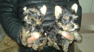 Yorkshire Terrier