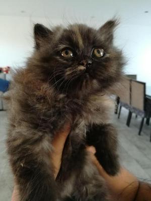 gato persa semi extremo Carey hembra de 3 meses