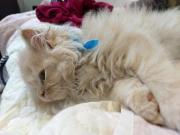 gato persa semi extremo marron claro macho de 3 meses