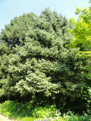 40 Semillas de Arbol Picea Conifera