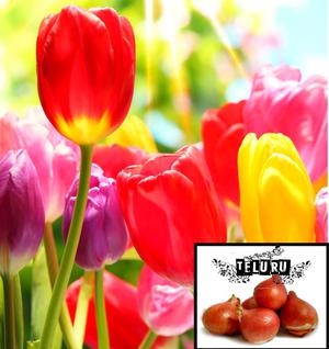 semillas, bulbos de tulipanes Holadeses 5 x 50 oferta.