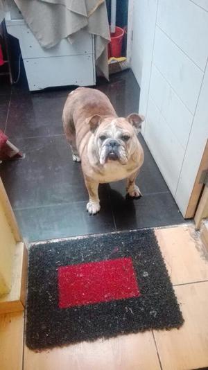 Buscar Hogar Linda Bulldog