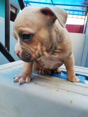 American Bully