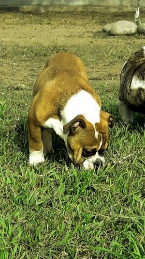 American Bully Exotic