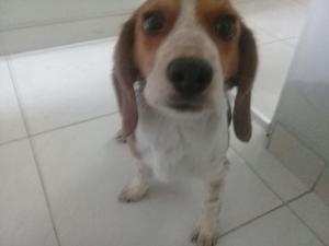 Beagle Macho de 3 Meses