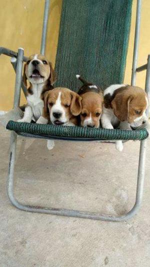 Beagle Tricolor Unicos