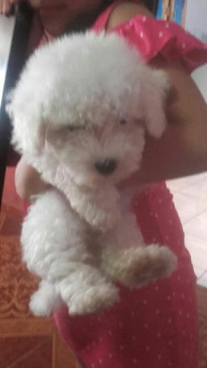 Bichon Frise