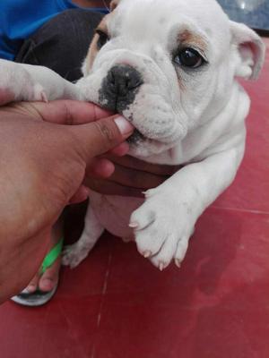 Bulldog Ingles