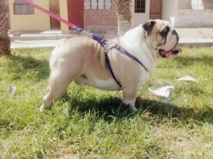 Bulldog Ingles Servicio Monta