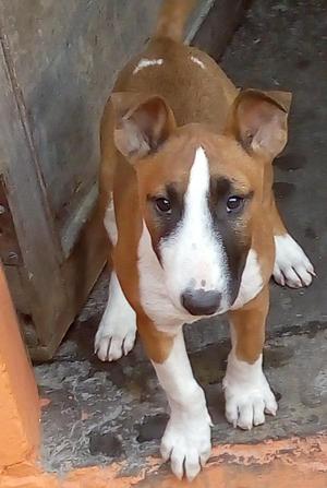 Cachorra Bull Terrier