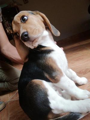 Cachorrita Beagle