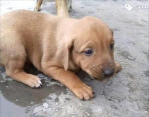 Cachorrita Hembrita en Adopción