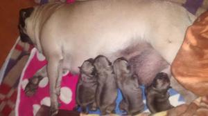 Cachorritos Pug Carlinos